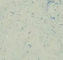 Linoleum Marmoleum Splash 2,5  – bluemoon