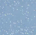 Sphera SD – China blue