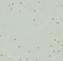 Sphera Energetic – shimmer Swedish grey
