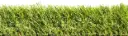 Rasenteppich Impress 60 – 2m