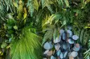 Greenwood Premium Jungle Wand – Greenwood Premium Jungle Wand