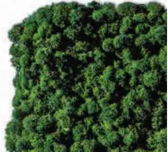 Produktbild – Evergreen Moos Premium  – moosgrün